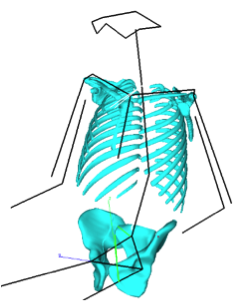 Child skeleton model