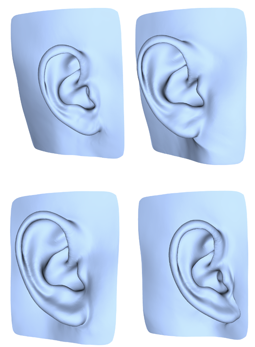 human ear shape