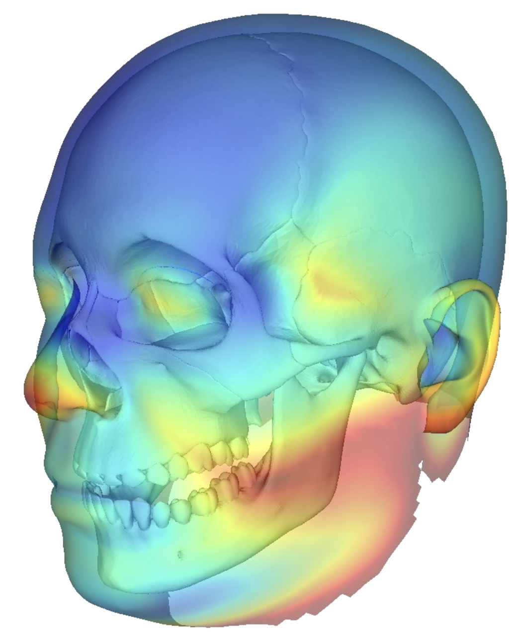 UMTRI head shape model